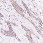 Anti-Hsc70 HSPA8 Rabbit Monoclonal Antibody